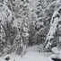 Олеся
